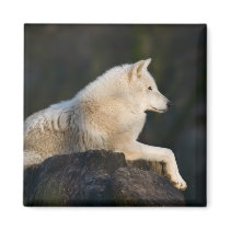Polar Wolf Fridge Magnets