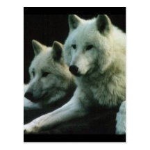 Polar Wolf Post Cards