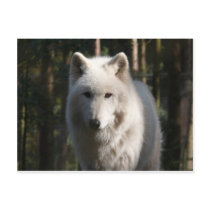 Polar Wolf Postcards