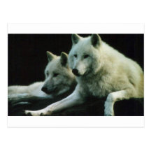 Polar Wolf Postcard