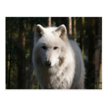 Polar Wolf Postcards
