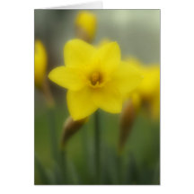 Polaroid flower greeting cards