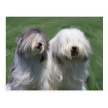Polish lowland sheep dog postcard