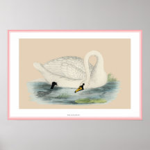 POLISH SWAN PRINT