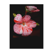 Polka-dot geranium
