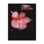 Polka-dot geranium postcards