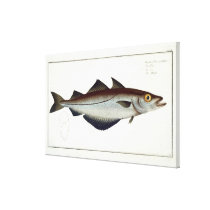 Pollack (Pollachius pollachius) plate LXVIII from canvas prints