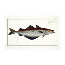 Pollack (Pollachius pollachius) plate LXVIII from posters