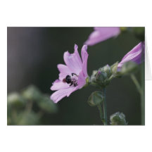 Pollen Diving Cards