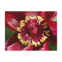 Pollen Postcard