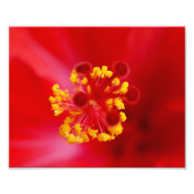 Pollen Pow! 10 x 8 Photographic Print