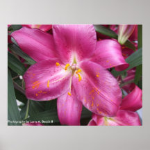 Pollen Sprinkle, Photography by Larry A. Beach II Print