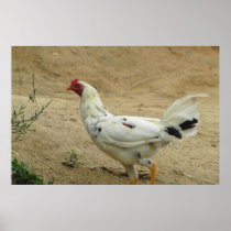 Pollo Mexicano