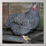 Polly the Plymouth Rock Print