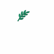 Polo brodé  acacia