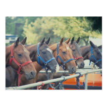 Polo Pony String Post Card