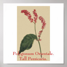 Polygonum Orientale. Persicaria. grand Posters