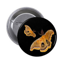 Polyphemus Moths Pins