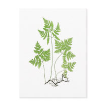 Polypodium dryopteris post cards