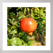Pomegranate on tree in Spain Posters