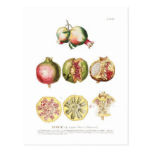 Pomegranate Post Cards