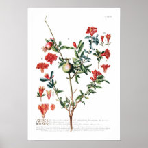 Pomegranate Poster