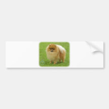 Pomeranian 8T087D-06 Bumper Sticker