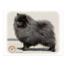Pomeranian 9R042D-40 Carte Postale