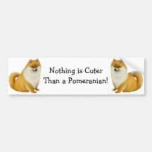 Pomeranian Cuteness Bumper Sticker