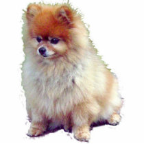 Pomeranian Cutout