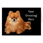Pomeranian Greeting Card