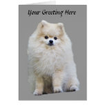 Pomeranian Greeting Card