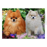 Pomeranian Greeting Card