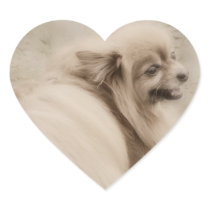 Pomeranian Photo - Dreamy Pom