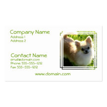 Pomeranian Puppies Business Card