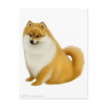 Pomeranian Puppy Postcard