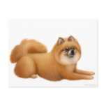 Pomeranian Puppy Postcard