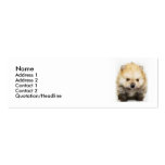 Pomeranian puppy skinny business cards
