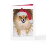 Pomeranian Santa Christmas Card