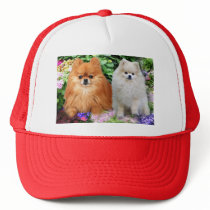 Pomeranians Hat