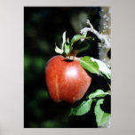 Pommier Affiches