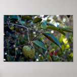 Pond Apple Poster