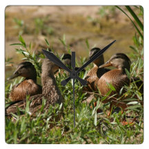Pond Duck Birds Wall Clock