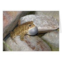 Pond Frog Cards