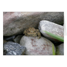 Pond Frog Cards