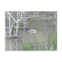 Pond Goose Postcard