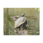Pond Turtle Post Card