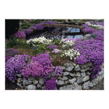 Pond with Aubrieta, Arabii and bridge Personalized Announcements