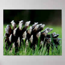 Ponderosa Pine Cone Posters