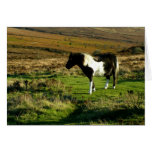 Poney sur Dartmoor Carte De Vœux